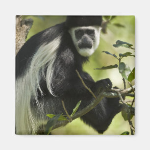 Black and White Colobus Monkey Magnet