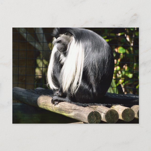Black and White Colobus Monkey Postcard (Front)