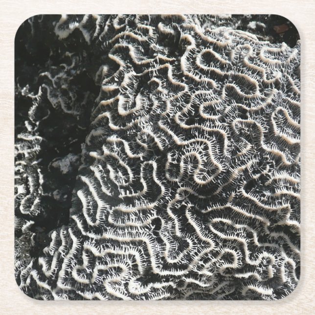 Black and White Coral I Abstract Nature Photo Square Paper Coaster (Front)