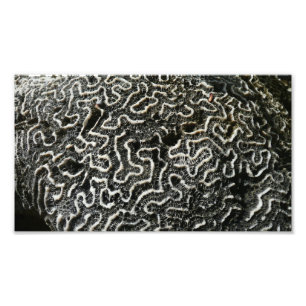 Black and White Coral II Abstract Nature Photo