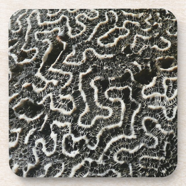 Black and White Coral II Abstract Nature Photo Coaster (Front)