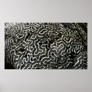 Black and White Coral II Abstract Nature Photo Poster