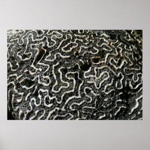Black and White Coral II Abstract Nature Photo Poster