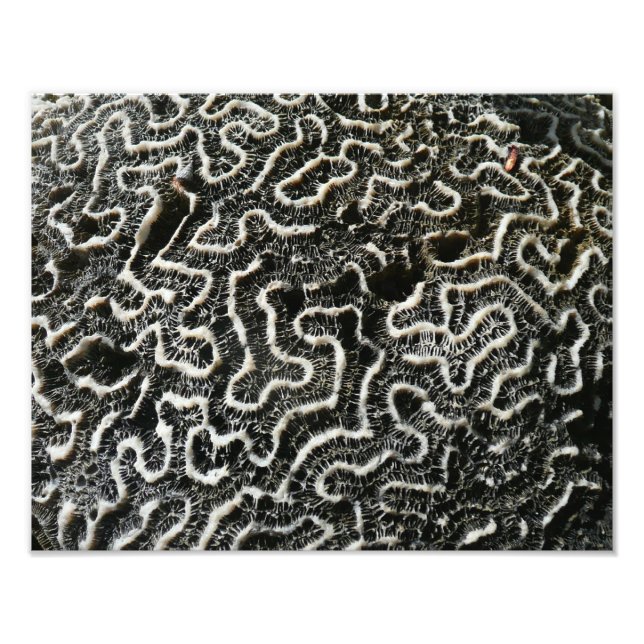 Black and White Coral II Abstract Nature Photo Print (Front)