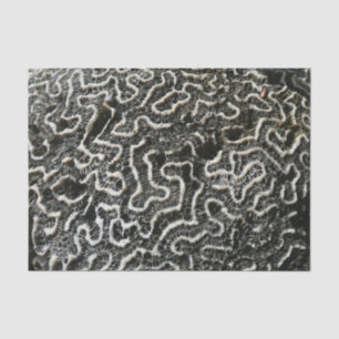 Black and White Coral II Abstract Nature Photo Tissue Paper