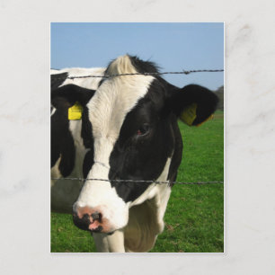 black and white cow close up postcard