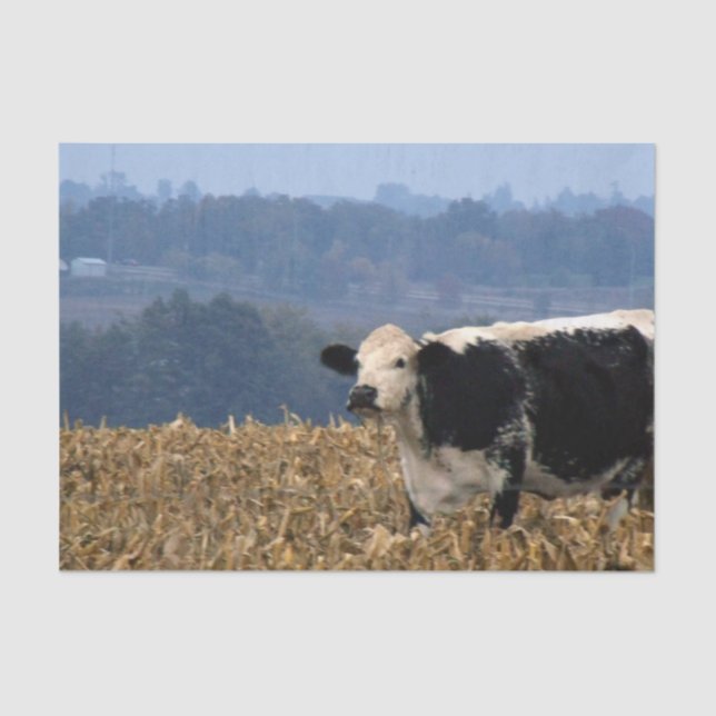 Black and White Cow grazes in freshly ploughed fie Tissue Paper (Front)