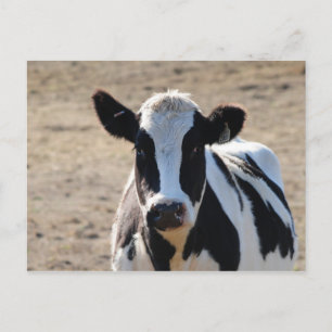 Black and white cow postcard