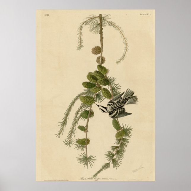 Black and White Creeper Poster (Front)