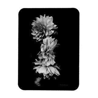 Black-and-White Dahlia Trio Magnet