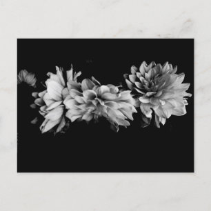 Black-and-White Dahlia Trio Postcard
