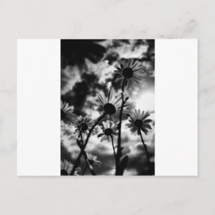 black and white daisies postcard