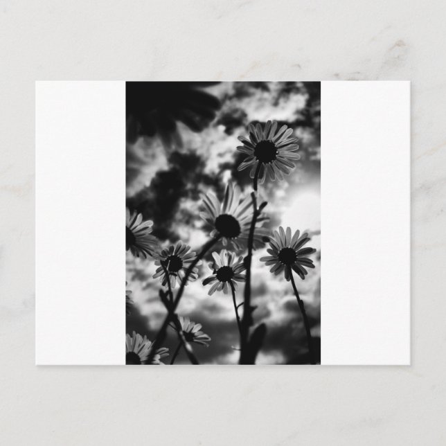 black and white daisies postcard (Front)