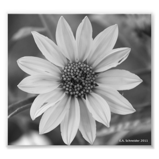 Black and White Daisy Photo by E.A. Schneider Print (Front)