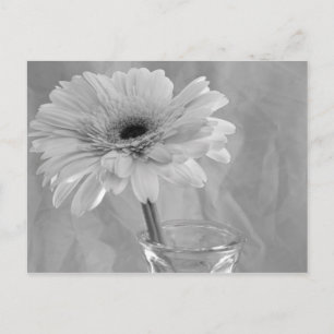 Black and White Daisy Postcard