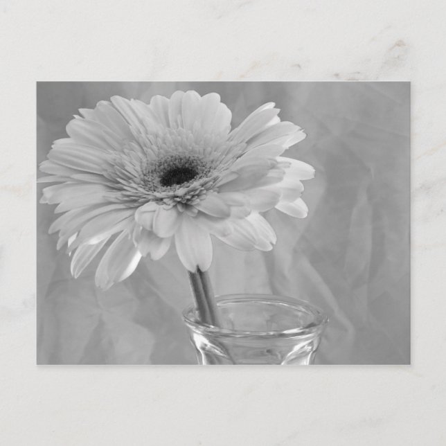 Black and White Daisy Postcard (Front)