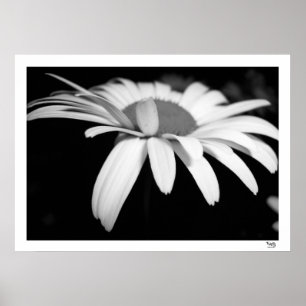 Black and White Daisy Poster