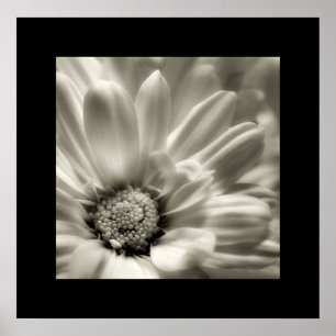 Black and White Daisy poster