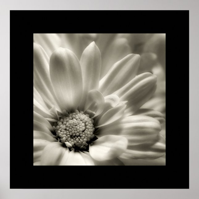 Black and White Daisy poster (Front)