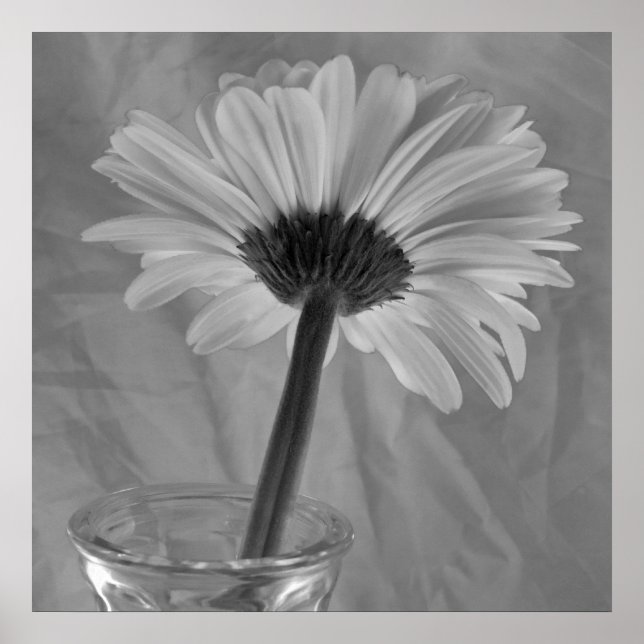 Black and White Daisy Poster (Front)