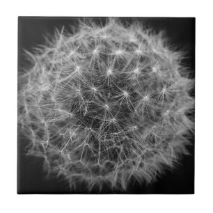 Black and White Dandelion Ceramic Tile