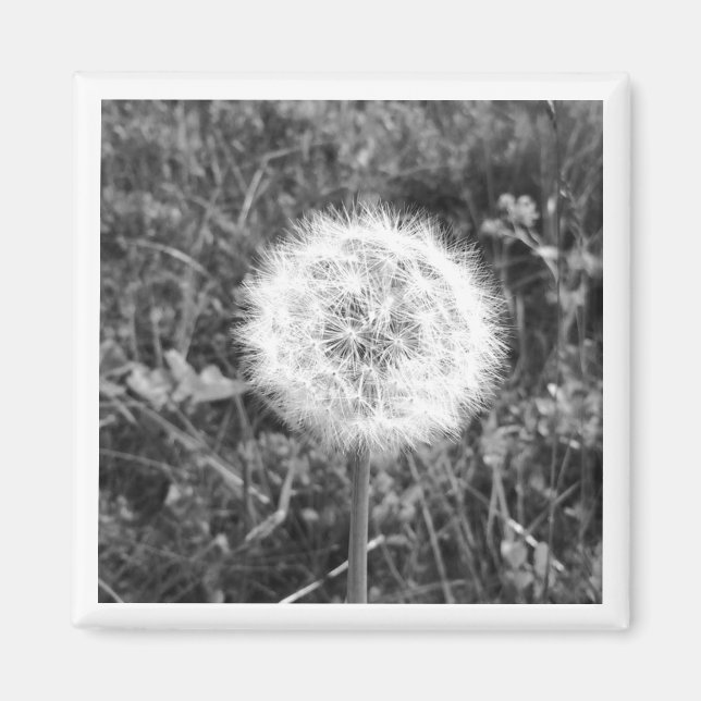 Black and white dandelion magnet (Front)