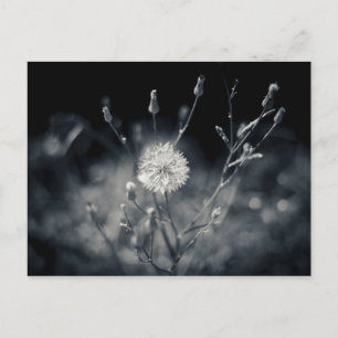 Black and White Dandelion Photography Postcard