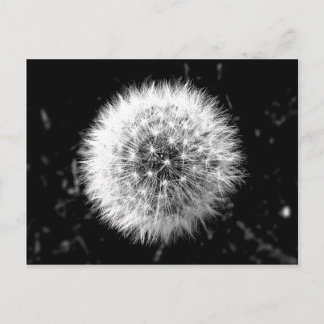 Black and white dandelion postcard