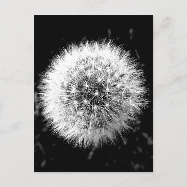 Black and white dandelion postcard (Front)