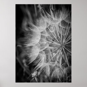 Black and white Dandelion Poster