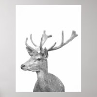 Black and white deer animal portrait
