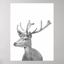 Black and white deer animal portrait