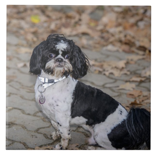 Black and white dog ceramic tile (Front)