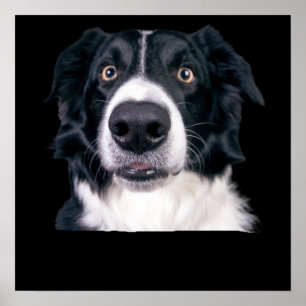 Black and White Dog Face Poster