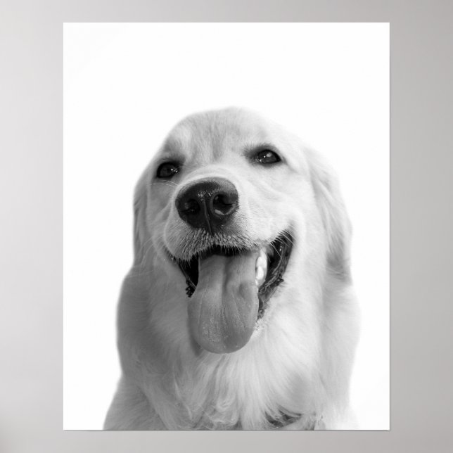 Black and white dog pet animal peekaboo photo poster (Front)