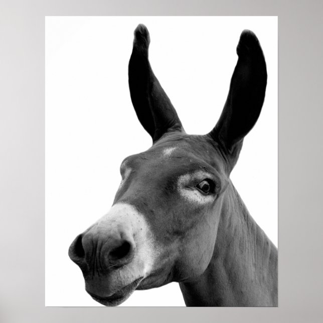 Black and white donkey funny peekaboo animal photo poster (Front)