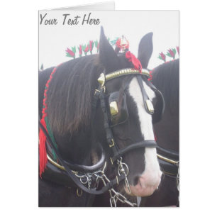 Black and white dray horse in colourful tack photo