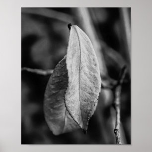 Black and White Dry Leaves on a Thin Twig Poster