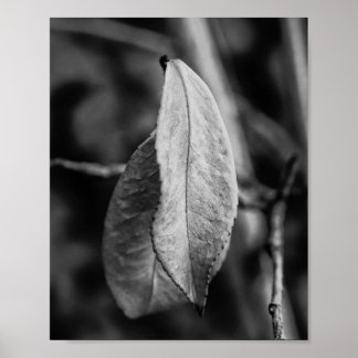 Black and White Dry Leaves on a Thin Twig Poster