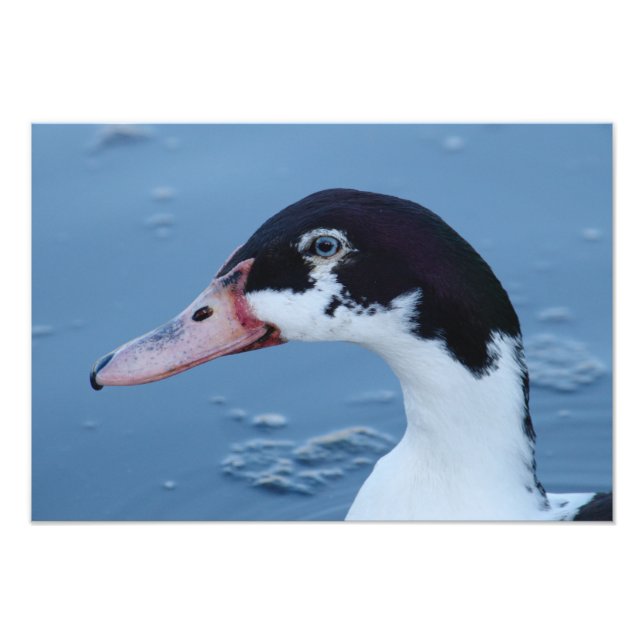 Black And White Duck Portrait Photo Print (Front)