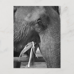 Black and white elephant photo postcard