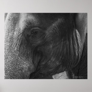 Black and White Elephant portrait Poster