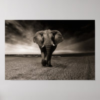 Black and white elephant
