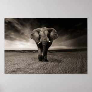 Black and white elephant poster
