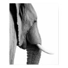 Black and white elephant wild african animal photo