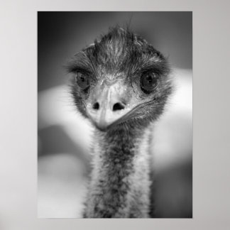 Black and White Emu Portrait Wildlife Poster