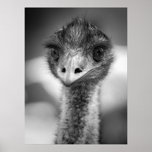 Black and White Emu Portrait Wildlife Poster (Front)