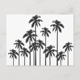 Black and White Exotic Tropical Palm Trees Postcard