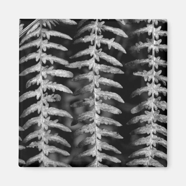Black and White Fern Leaves Magnet (Front)