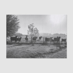 Black and White Field Cows Photograph Decoupage Tissue Paper